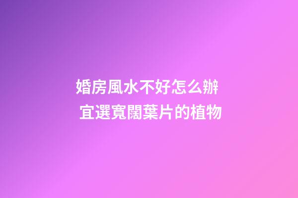 婚房風水不好怎么辦  宜選寬闊葉片的植物
